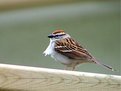 Picture Title - Chipping Sparrow