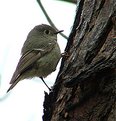 Picture Title - House Wren