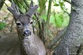 Picture Title - Ahwahnee Deer