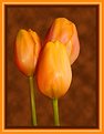 Picture Title - Three tulips