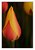 Tulip Flame