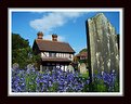 Picture Title - Gravestone and bluebells
