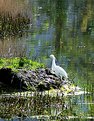 Picture Title - Egret