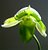 Paph. flower