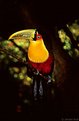 Picture Title - Toucan