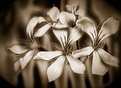 Picture Title - sepia flowers