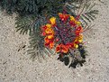Picture Title - Desert Flower