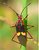 Insect