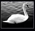 Picture Title - Swan