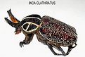 Picture Title - Inca Clathratus