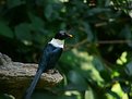 Picture Title - White-Necked Myna