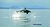 Orca, Frederick Sound, Alaska