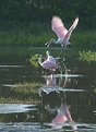 Picture Title - Roseate Spoonbills