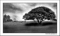 Picture Title - Hammershus