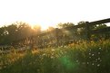 Picture Title - Farm Fence, Shelby County Alabama