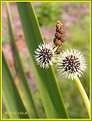 Picture Title - Swamp Reed Flowers