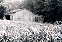 Picture Title - lonely barn