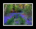 Picture Title - Jack amongst the bluebells