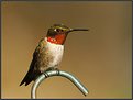 Picture Title - Ruby-throated Hummingbird-Male