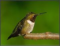 Picture Title - Ruby-throated Hummingbird-Male