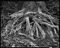 Picture Title - Expressive Roots