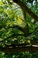 Picture Title - Railway Spike Climbs a Tree