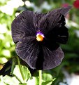 Picture Title - Halloween pansy