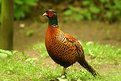 Picture Title - Male Pheasant