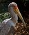 Juvenile Stork