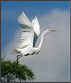 Picture Title - Great Egret-Taking Flight