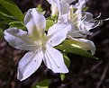 Picture Title - Rhododendron