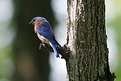Picture Title - Eastern Bluebird