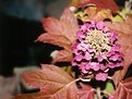 Picture Title - The Burning Flower