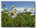 Picture Title - CAMOMILE