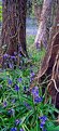 Picture Title - Bluebell Wood 5