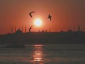 Picture Title - Gulls at Sunset