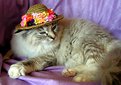 Picture Title - Cat & a hat