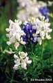 Picture Title - Albino Texas Bluebonnet