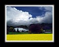 Picture Title - White house and rape field