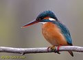 Picture Title - Kingfisher