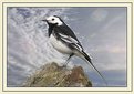 Picture Title - Wagtail