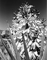 Picture Title - Yucca Blooms