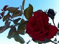 Picture Title - a rose for you