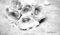 Picture Title - Abstract Bouquet in Black & White