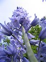 Picture Title - Return of the giant  bluebells