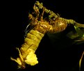 Picture Title - Cicada Brood X - Transformation photo