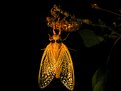 Picture Title - Cicada Brood X photo, still soft