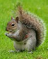 Picture Title - Wounded Squirrel