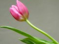 Picture Title - Single Soft Tulip