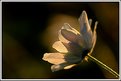 Picture Title - Sun Flower